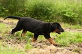 BEAUCERON - PUPPIES 245